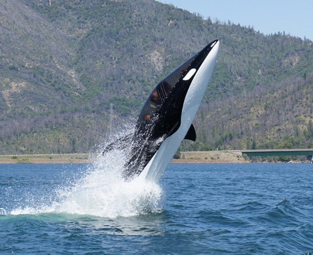 Killer Whale Submarine 2
